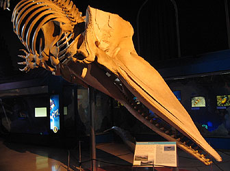 クジラの骨標本がお出迎え。