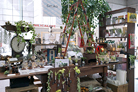 観葉植物とアンティーク雑貨を取り扱う京都市中京区の「cotoha」が期間限定で出店。沖縄で仕入れた自然な枝ぶりのグリーンや、暗い室内でも育成可能なグリーンを発表
