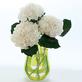 Hope Forever Blossoming ／D-BROS