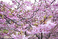 桜の開花が待ち遠しかった2011の春