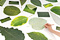 NEO GREEN 1