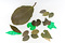 NEO GREEN 3