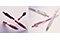 BollsignNX 1