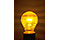 Lampadina（ランパディーナ、電球） 2