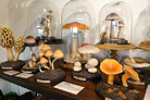 HEIM INDUSTRIA / MUSHROOM OBJET