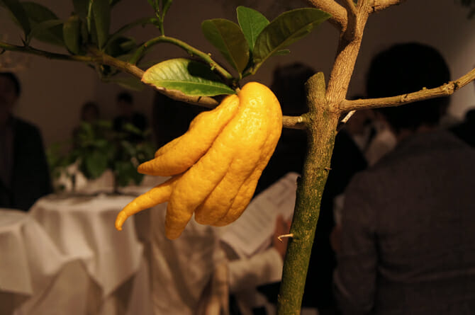Citrus medica 'Sarcodactylis'(仏手柑)不老不死の珍果としてインドから中国を経て日本に伝わった柑橘類