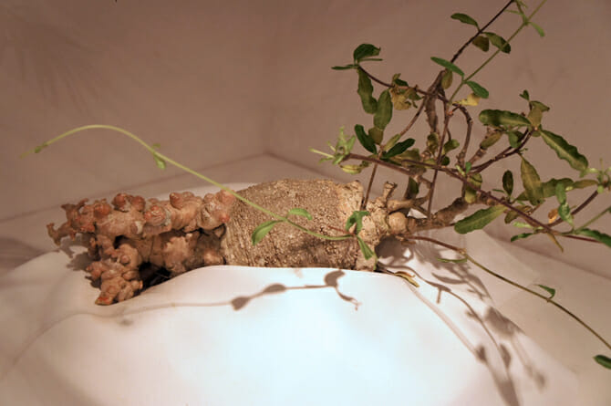 Fockea edulis(火星人)火星人という和名がついているのも納得の多肉植物