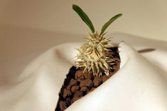 Pachypodium enigmaticum(和名なし)本邦初公開。超貴重な一品