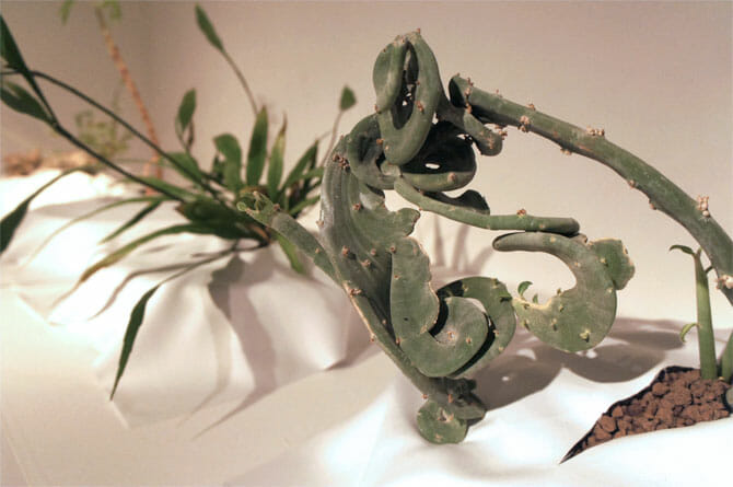 (写真右から)Senecio sp.'Cristed'(石化セネキオ)、Epiphyllum sp.(八方美人)