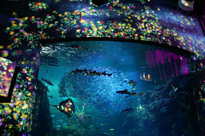 夜の水族館を彩るデジタルアート、「えのすい×チームラボ ナイトワンダーアクアリウム 2015」