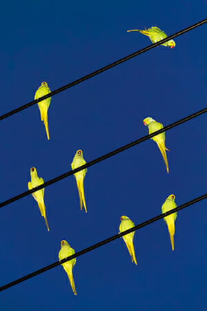 Colors / Tokyo Parrots