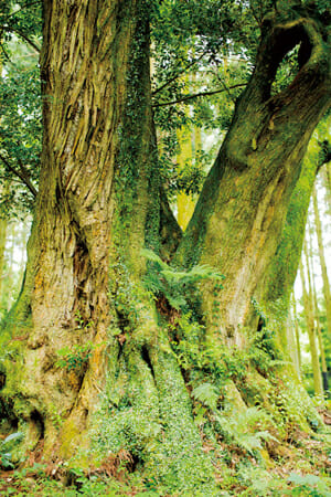 古田 亘 GREEN GATE