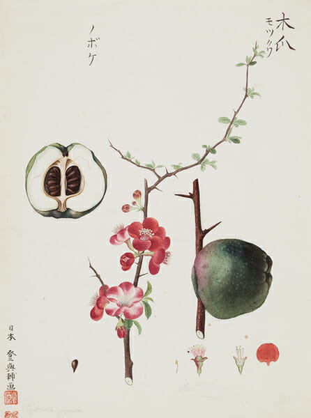 川原慶賀《クサボケ》1824-1828年頃、ロシア科学アカデミー図書館蔵 《Russian Academy of Sciences Library》. St. Petersburg 2017