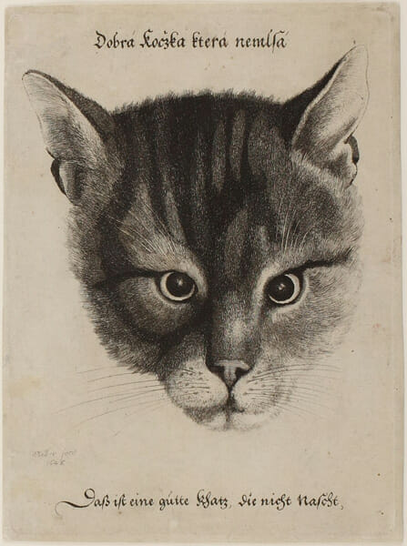 ヴェンツェル・ホラー　「猫の頭部」 1646年　エッチング　133×180mm　町田市立国際版画美術館