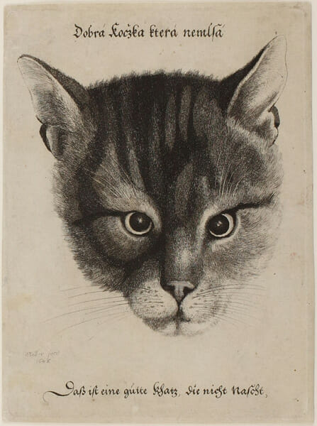 ヴェンツェル・ホラー 「猫の頭部」 1646年 エッチング 133×180mm 町田市立国際版画美術館