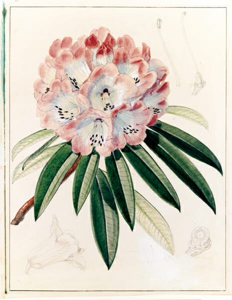 シャクナゲ類の一種(Rhododendron arboreum) キュー王立植物園所蔵