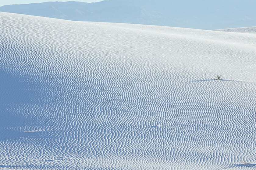 Dune Portraiture 01