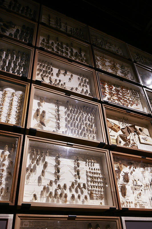 珠玉の昆虫標本−江戸から平成の昆虫研究を支えた東京大学秘蔵コレクション– (2)