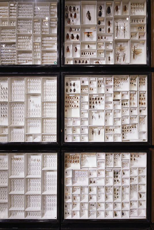珠玉の昆虫標本−江戸から平成の昆虫研究を支えた東京大学秘蔵コレクション– (8)