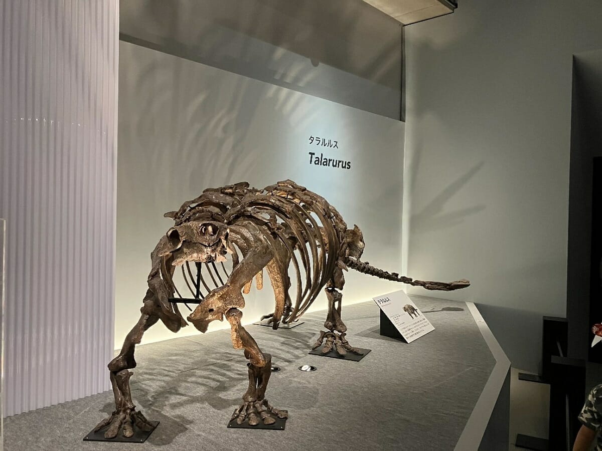 骨格標本は下からも照らされ、多重のシルエットが壁に映し出される