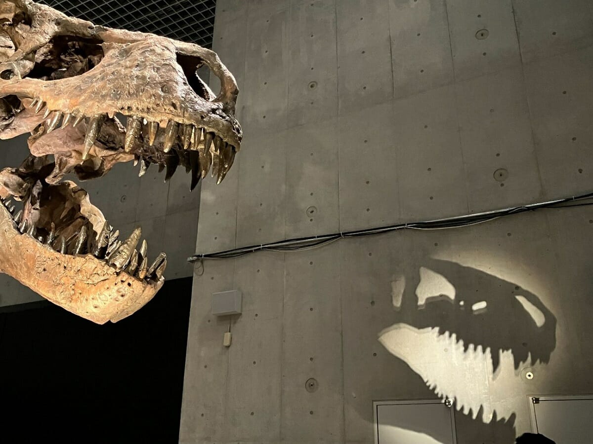 ティラノサウルスの骨格標本とそのシルエット