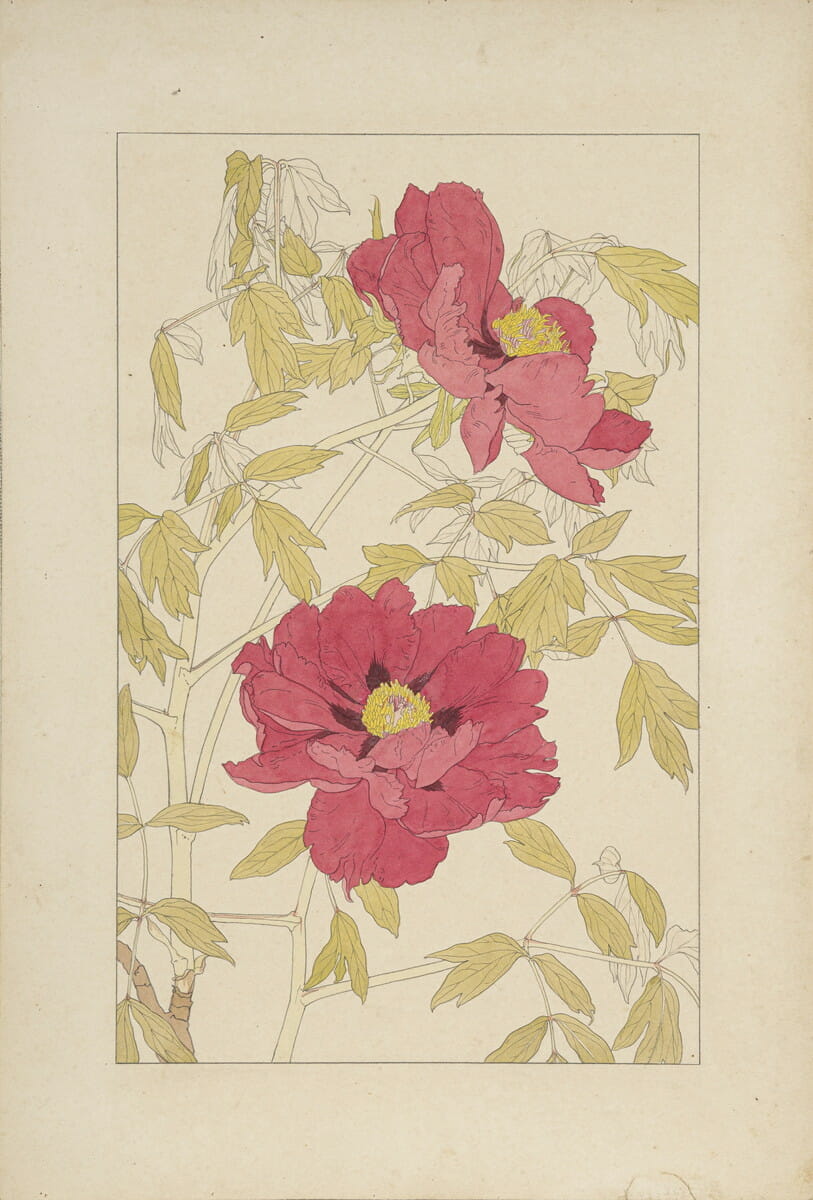 杉浦非水《牡丹》（『非水百花譜』原画）　1918年