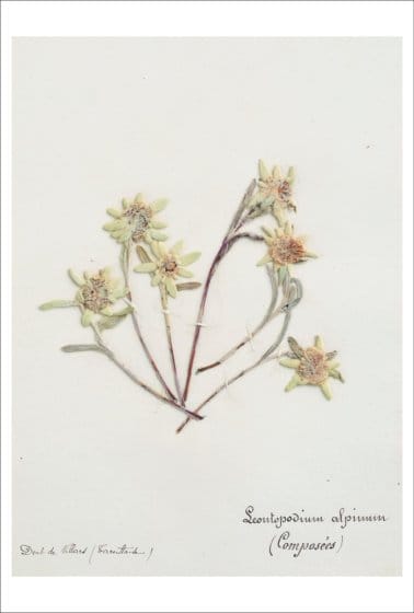 『ポール・ヴァーゼンの植物標本』写真展