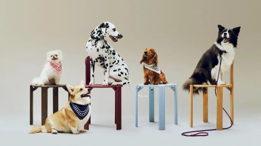 HAYとHOLLY GOLIGHTLYのペット用品コラボ「HAY DOGS COLLECTION」の第2弾が発売